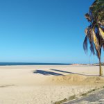 Please generate an image of a beach with palm trees and a clear blue sky. (1).jpg